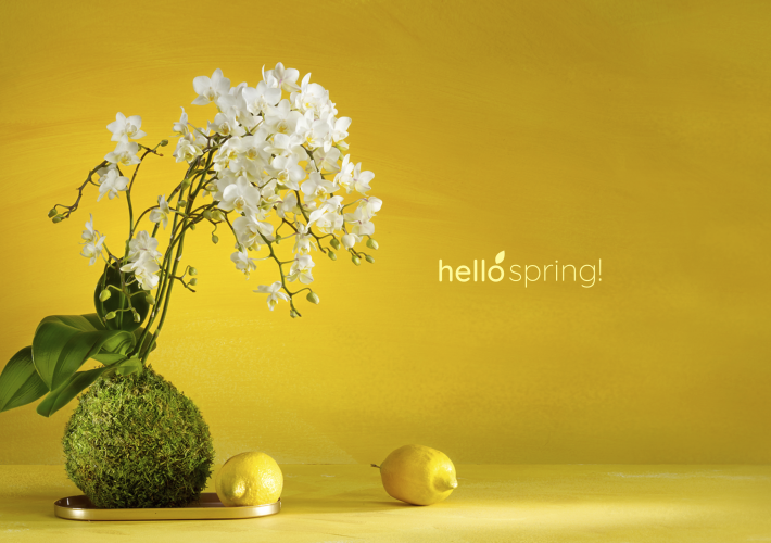 Hello Spring !
